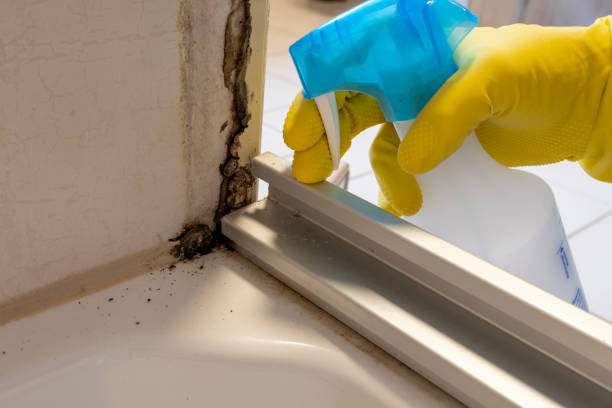 Best Basement Mold Removal  in Lavallette, NJ